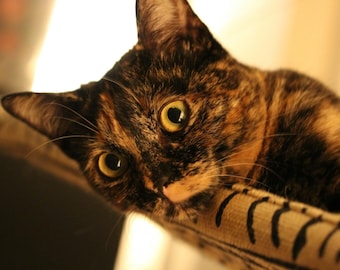 Jute Burlap - Curious Cats Window Perch