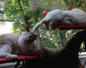 Pink, Red, Purple - Curious Cats Window Perch