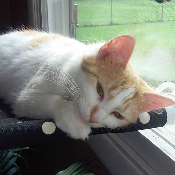 Cat Window Perch Etsy