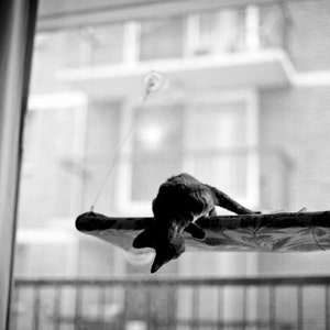 Blacks, Greys - Curious Cats Window Perch