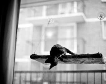 Blacks, Greys - Curious Cats Window Perch