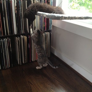 Fun Patterns - Curious Cats Window Perch