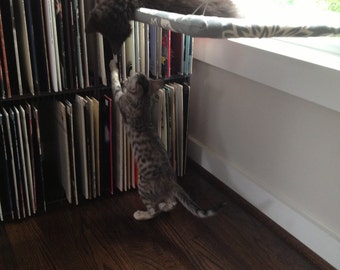 Fun Patterns - Curious Cats Window Perch
