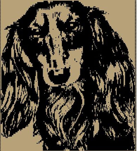 Long Hair Daschaund