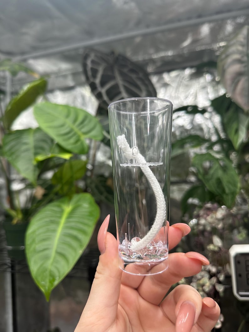 May include: A clear glass shot glass filled with liquid and a white wick. The glass is held in front of a background of green plants. The shot glass is approximately 3 inches tall.