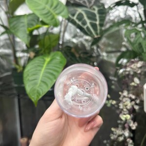 May include: A clear plastic plant pot with a white wick, held in front of various green plants. The pot has a circular design on the bottom. The background is a mix of green foliage and a reflective surface.