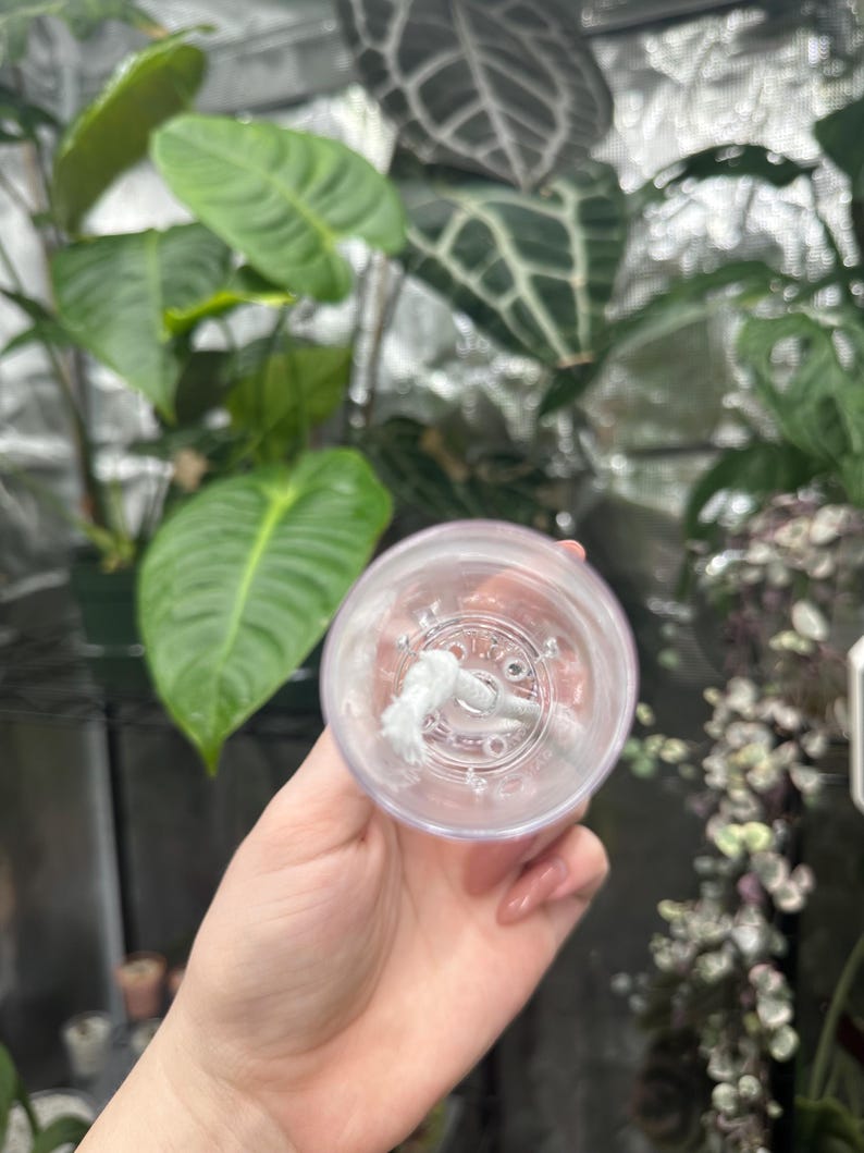 May include: A clear plastic plant pot with a white wick, held in front of various green plants. The pot has a circular design on the bottom. The background is a mix of green foliage and a reflective surface.