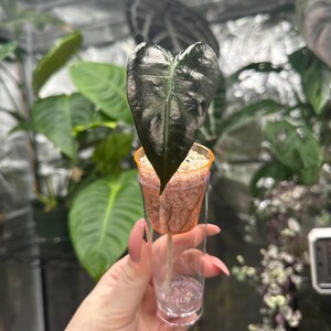 May include: A dark green, heart-shaped leaf of a plant is displayed in a clear plastic cup. The cup has an orange rim and contains a brown growing medium. The plant is in a greenhouse setting with other green plants in the background.