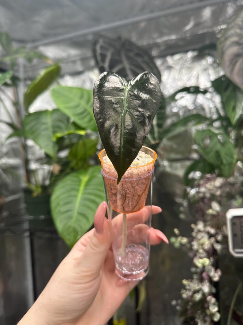 May include: A dark green, heart-shaped leaf of a plant is displayed in a clear plastic cup. The cup has an orange rim and contains a brown growing medium. The plant is in a greenhouse setting with other green plants in the background.