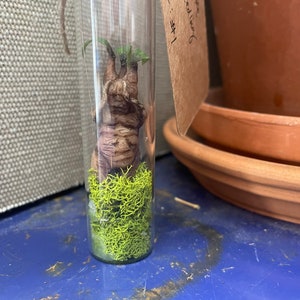 Könnte beinhalten: Eine kleine Pflanze mit grünen Blättern und einem braunen Wurzelsystem wächst in einem durchsichtigen Glasröhrchen. Das Röhrchen ist mit grünem Moos gefüllt und steht auf einer blauen Oberfläche.