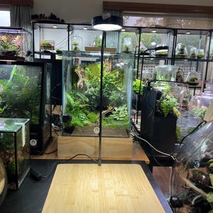 May include: A bamboo chopping board is on a black surface, with a flexible lamp lighting a terrarium filled with green plants. Other terrariums and plant displays are visible in the background, creating an indoor garden theme.