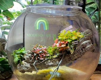 Leviosa – Hanging Driftwood Terrarium in Glass Orb- DIY Kit