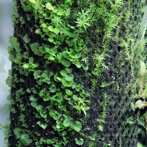 May include: A close-up of a tree trunk covered in a variety of green moss and ferns.