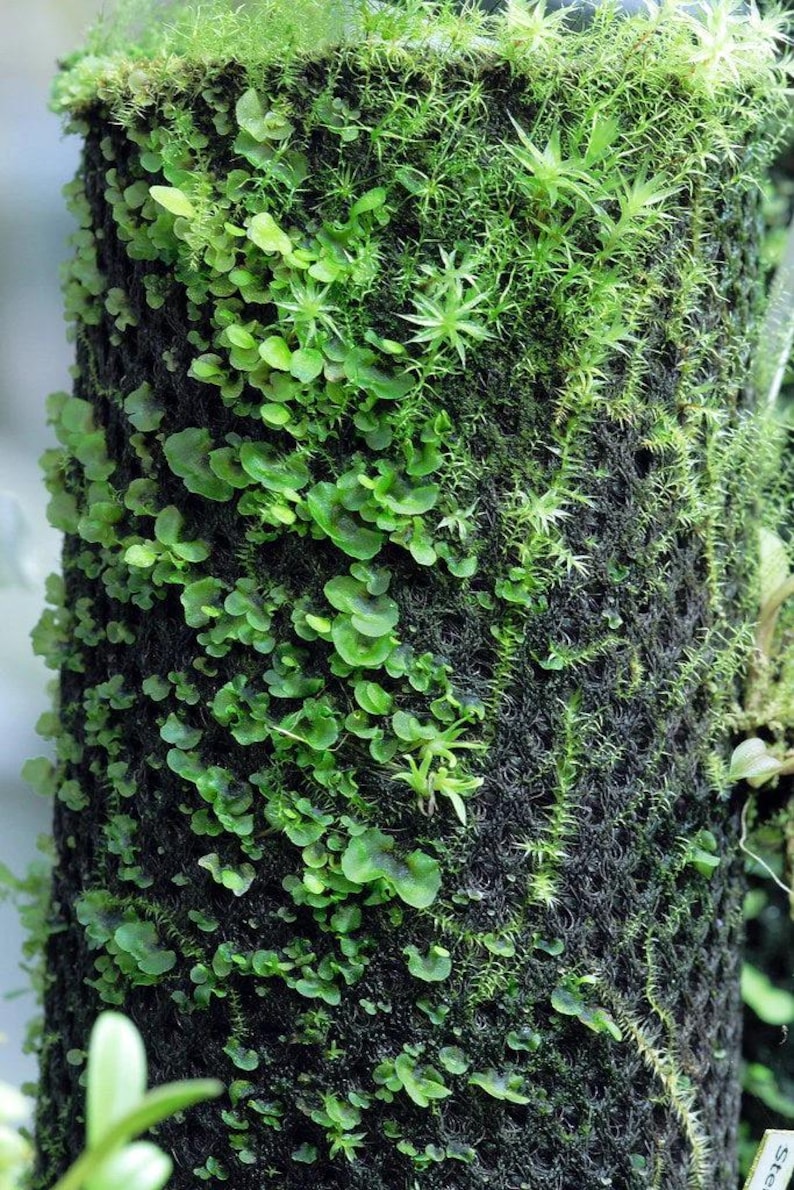 May include: A close-up of a tree trunk covered in a variety of green moss and ferns.