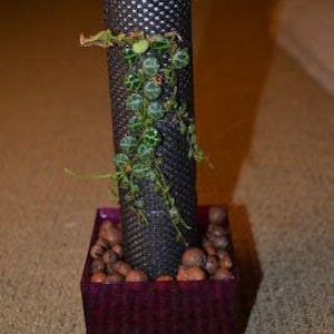 May include: A small green plant with round leaves growing up a black cylinder, potted in a dark purple square planter with brown pebbles.