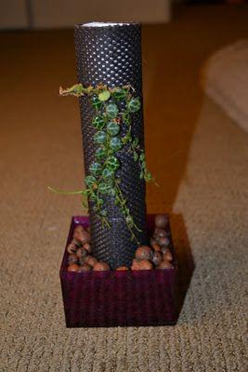 May include: A small green plant with round leaves growing up a black cylinder, potted in a dark purple square planter with brown pebbles.