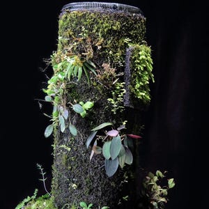May include: A cylindrical planter with a dark brown, moss-covered surface. Various green plants and vines grow from the planter, including a fern, a small succulent, and a trailing vine. The planter is sitting on a dark brown surface.