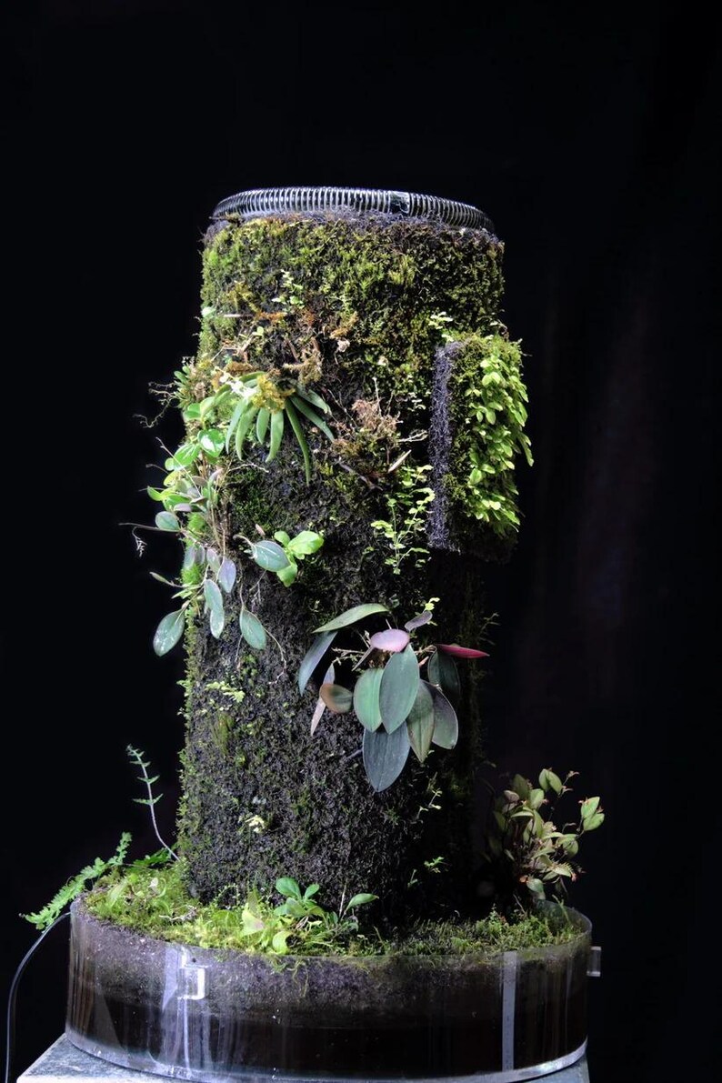 May include: A cylindrical planter with a dark brown, moss-covered surface. Various green plants and vines grow from the planter, including a fern, a small succulent, and a trailing vine. The planter is sitting on a dark brown surface.