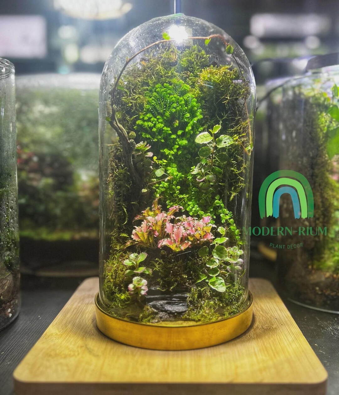 Mosswall in Gold Base Dome - Ecocourier Series - Ready Made Terrarium ...