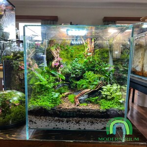 May include: A glass terrarium containing a variety of green plants, moss, and a small wooden branch. The terrarium is illuminated by a white LED light.
