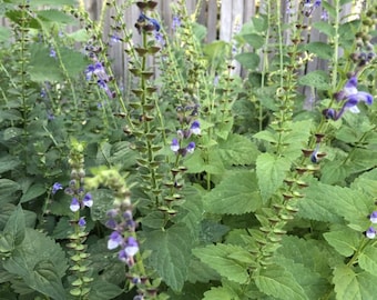 Organic Skullcap Tincture