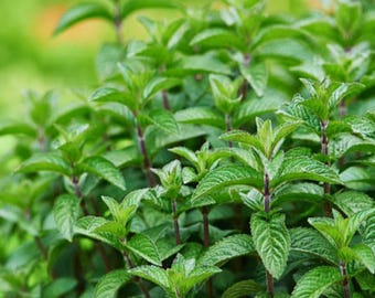Organic Peppermint  Tincture