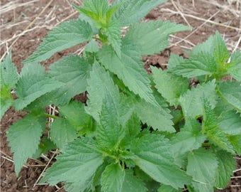 Organic Stinging Nettle Tincture
