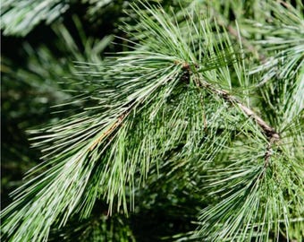 Wild crafted White Pine Tincture