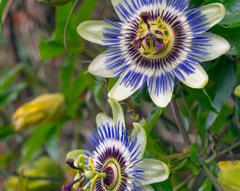 Organic Passion Flower Tincture