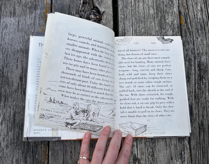Puede incluir: Un libro de tapa dura abierto con p&aacute;ginas blancas y texto impreso en negro. La p&aacute;gina izquierda presenta una ilustraci&oacute;n en blanco y negro de personas en La Brea Tar Pits, California. La p&aacute;gina derecha contiene texto sobre garras.