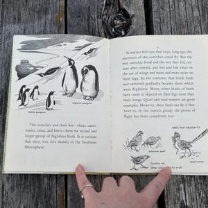 May include: An open book with black and white illustrations of penguins, a bobwhite quail, a Carolina rail, and a road runner. The text discusses the evolution of flightless birds, specifically mentioning ostriches, rheas, and emus in the Southern Hemisphere.