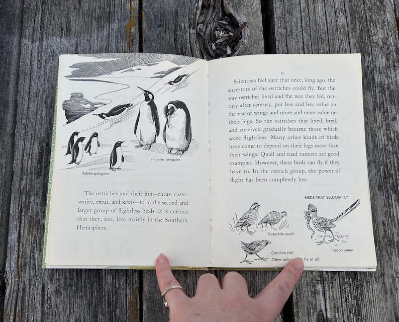 May include: An open book with black and white illustrations of penguins, a bobwhite quail, a Carolina rail, and a road runner. The text discusses the evolution of flightless birds, specifically mentioning ostriches, rheas, and emus in the Southern Hemisphere.