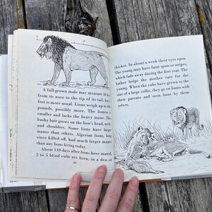 Puede incluir: Un libro abierto con ilustraciones en blanco y negro de leones y texto impreso. La p&aacute;gina izquierda muestra un le&oacute;n macho de pie y texto que describe las caracter&iacute;sticas f&iacute;sicas de los leones en unidades m&eacute;tricas. La p&aacute;gina derecha muestra cachorros de le&oacute;n.