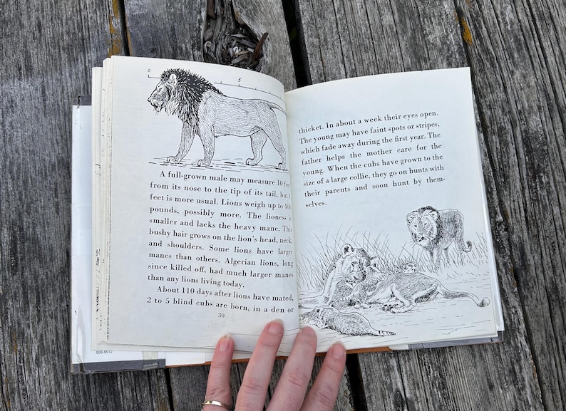 Puede incluir: Un libro abierto con ilustraciones en blanco y negro de leones y texto impreso. La p&aacute;gina izquierda muestra un le&oacute;n macho de pie y texto que describe las caracter&iacute;sticas f&iacute;sicas de los leones en unidades m&eacute;tricas. La p&aacute;gina derecha muestra cachorros de le&oacute;n.