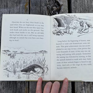 May include: An open book with two pages of text and black and white illustrations. The left page features an ostrich in a savanna and text about ostriches. The right page shows a person with a canine and text about the history of animal domestication.
