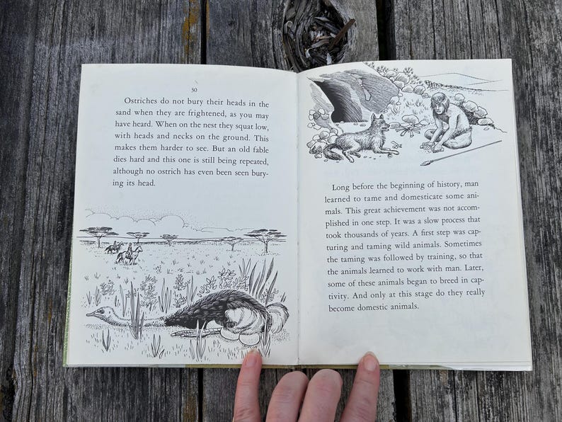 May include: An open book with two pages of text and black and white illustrations. The left page features an ostrich in a savanna and text about ostriches. The right page shows a person with a canine and text about the history of animal domestication.