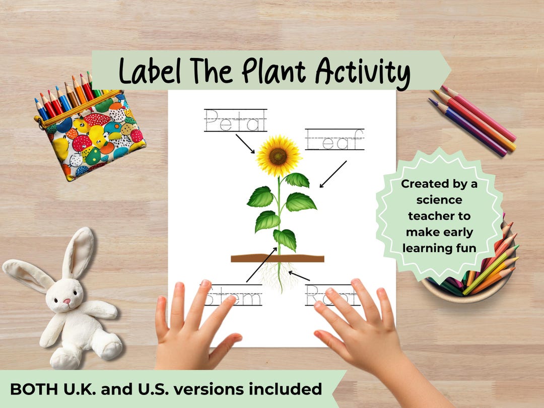 Parts of a Plant Worksheet for Preschool Science Activity for Kids ...