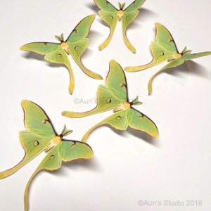 Luna moth, luna moth paper cutouts, realistic paper moths, 5 pieces