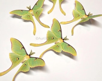 Luna moth, luna moth paper cutouts, realistic paper moths, 5 pieces