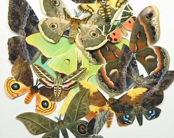 Paper moths, set of 14 cutouts, realistic colors and sizes, Double-Sided