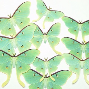 Female Luna moth paper cutouts, 10 pieces, One sided