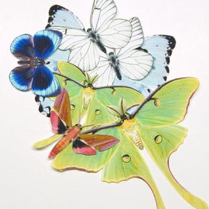 Butterflies and moths paper cutouts mix ONE SIDED Special Offer
