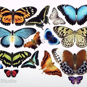 Paper Butterflies, realistic cutouts - 20 pieces