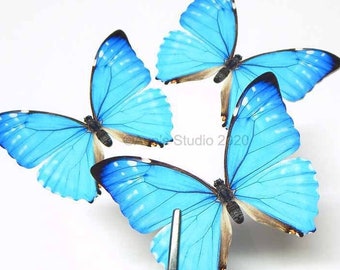 Bright blue realistic paper butterfly cutouts, 3 pieces