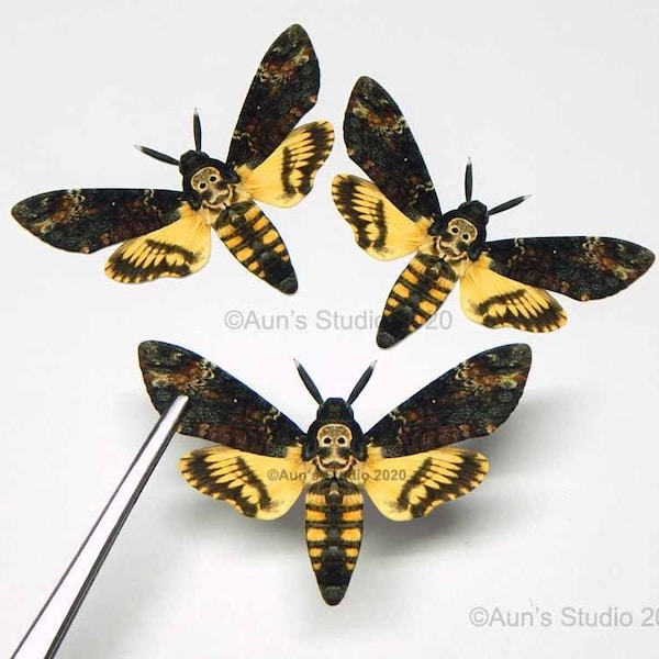 Realistic Paper Moth Cutouts - Death's-head Moth - 3 pieces