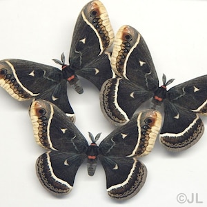 Realistic paper moth cutouts, Double Sided, Calleta silkmoth