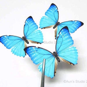 Tiny Rainbow Paper Butterflies, Realistic Double-sided Print, Miniature  Paper Cut Butterfly Craft Cutouts tulip 15 Piece Set 