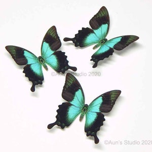 Sea green paper butterfly cutouts, Realistic swallowtail butterflies, 3 pieces