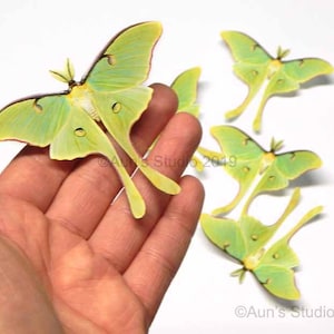 Medium Luna moth paper cutouts, realistic paper moths, 5 pieces, One sided