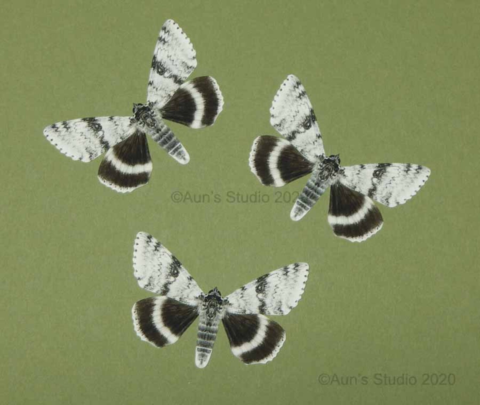 Paper moths Paper moth cutouts Realistic paper moths Black Etsy